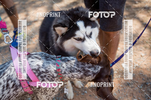 Buy your photos of the eventTreino Premiado de Canicross on Fotop