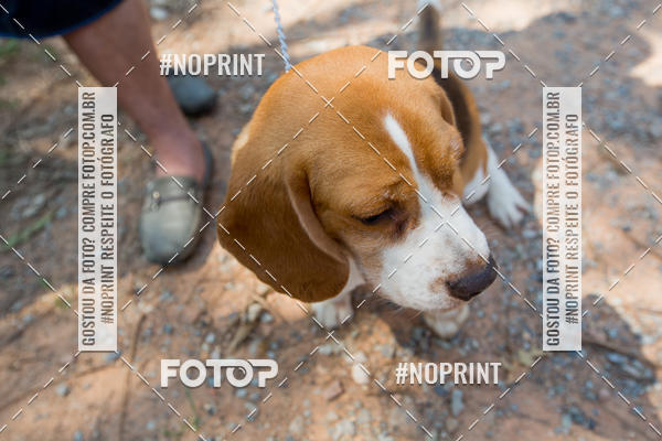 Buy your photos of the eventTreino Premiado de Canicross on Fotop