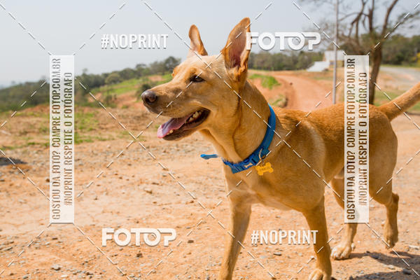 Buy your photos of the eventTreino Premiado de Canicross on Fotop