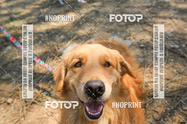 Buy your photos of the eventTreino Premiado de Canicross on Fotop