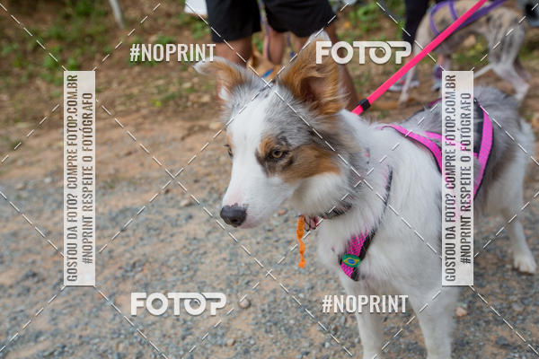 Compra tus fotos del eventoTreino Premiado de Canicross En Fotop