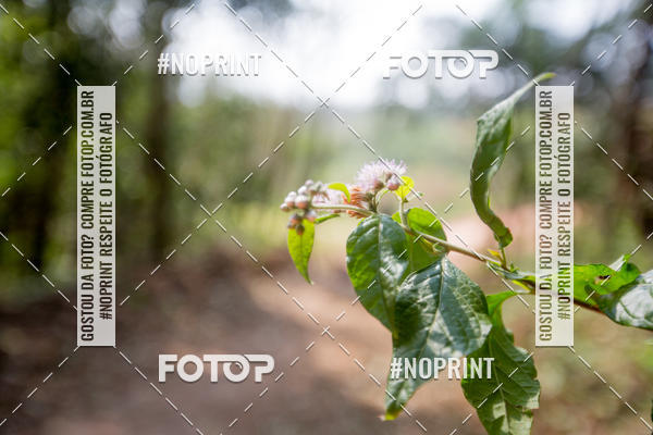 Compre as suas fotos do eventoTreino Premiado de Canicross no Fotop