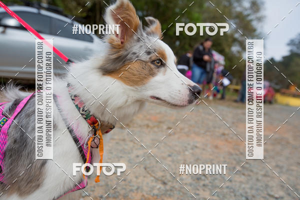 Compra tus fotos del eventoTreino Premiado de Canicross En Fotop