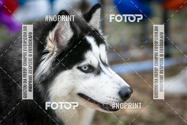 Compre as suas fotos do eventoTreino Premiado de Canicross no Fotop