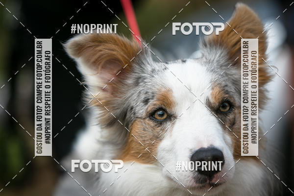 Compre as suas fotos do eventoTreino Premiado de Canicross no Fotop