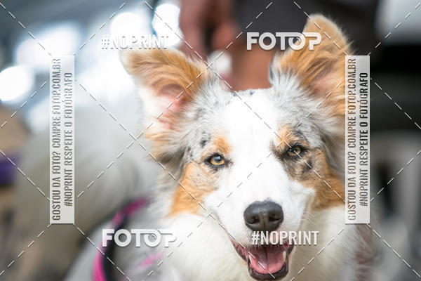 Compre as suas fotos do eventoTreino Premiado de Canicross no Fotop