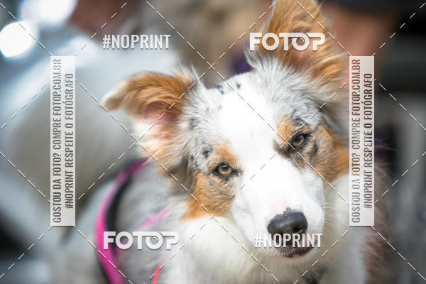 Compre as suas fotos do eventoTreino Premiado de Canicross no Fotop