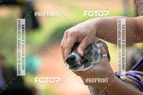 Compra tus fotos del eventoTreino Premiado de Canicross En Fotop