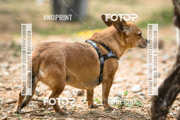 Compra tus fotos del eventoTreino Premiado de Canicross En Fotop