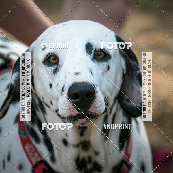 Compra tus fotos del eventoTreino Premiado de Canicross En Fotop