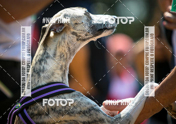 Compra tus fotos del eventoTreino Premiado de Canicross En Fotop