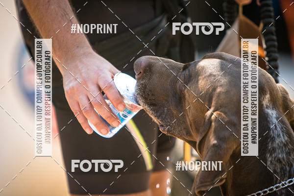 Compra tus fotos del eventoTreino Premiado de Canicross En Fotop