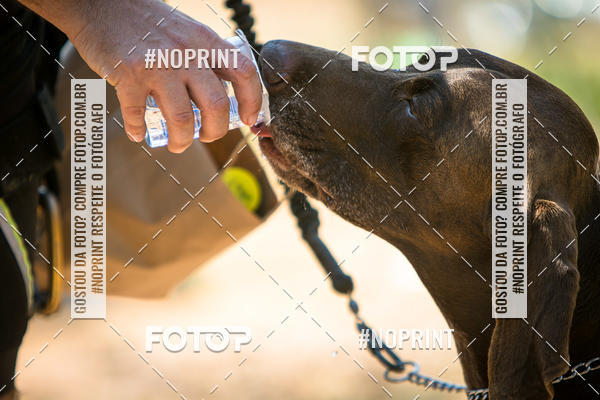 Achetez vos photos de l'vnementTreino Premiado de Canicross sur Fotop
