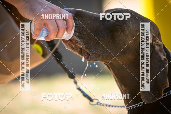 Achetez vos photos de l'vnementTreino Premiado de Canicross sur Fotop