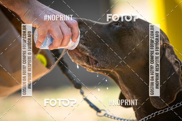 Achetez vos photos de l'vnementTreino Premiado de Canicross sur Fotop