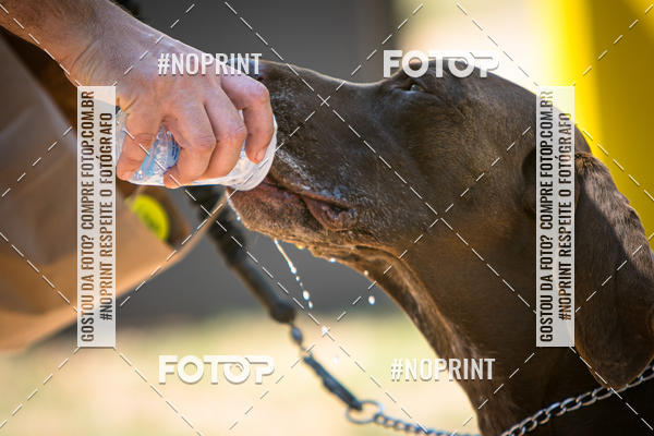 Achetez vos photos de l'vnementTreino Premiado de Canicross sur Fotop