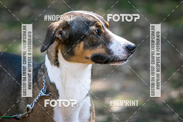 Achetez vos photos de l'vnementTreino Premiado de Canicross sur Fotop