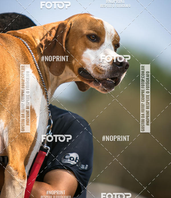 Achetez vos photos de l'vnementTreino Premiado de Canicross sur Fotop