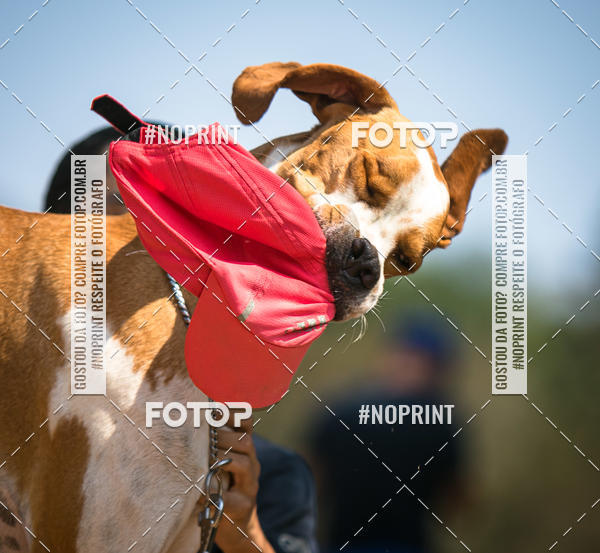 Achetez vos photos de l'vnementTreino Premiado de Canicross sur Fotop