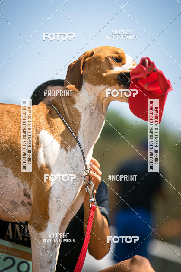 Compre as suas fotos do eventoTreino Premiado de Canicross no Fotop