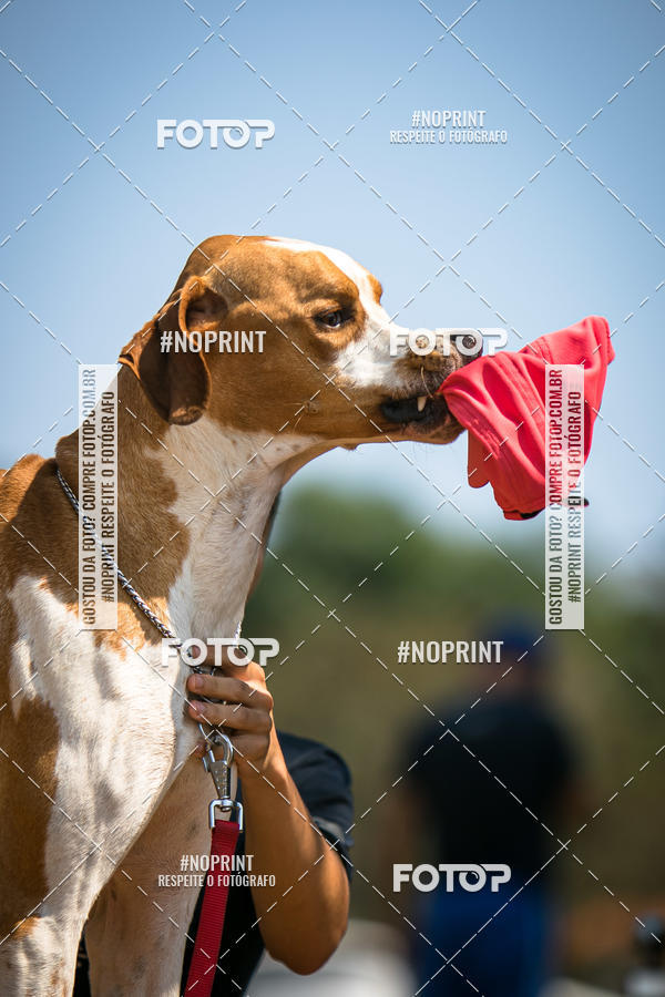 Compre as suas fotos do eventoTreino Premiado de Canicross no Fotop