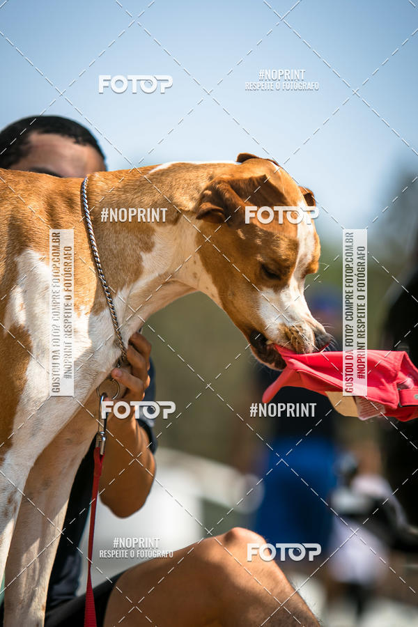 Compre as suas fotos do eventoTreino Premiado de Canicross no Fotop