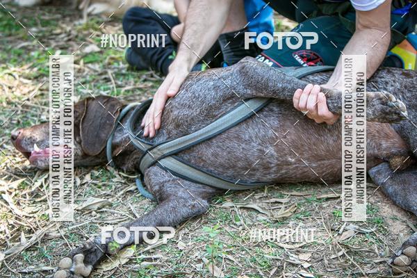 Compre as suas fotos do eventoTreino Premiado de Canicross no Fotop