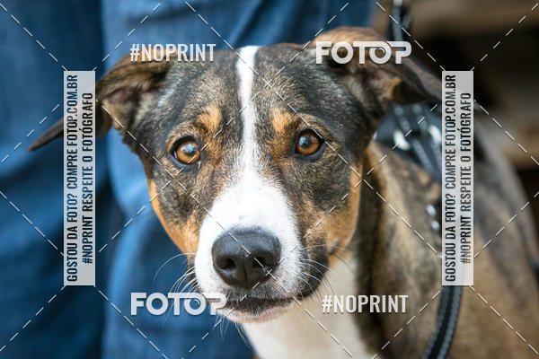 Compre as suas fotos do eventoTreino Premiado de Canicross no Fotop