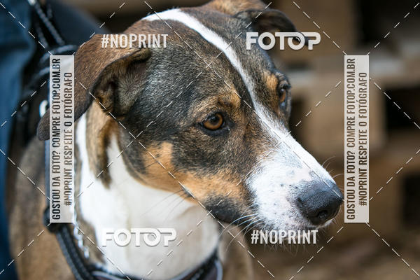 Compre as suas fotos do eventoTreino Premiado de Canicross no Fotop