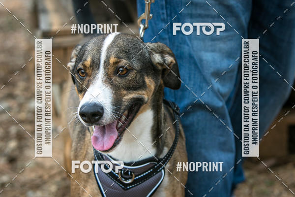 Compre as suas fotos do eventoTreino Premiado de Canicross no Fotop