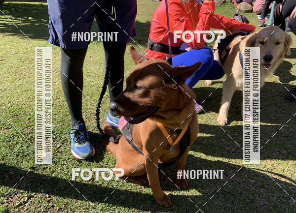 Buy your photos of the eventVai Tot� Canicross Caxias do Sul on Fotop