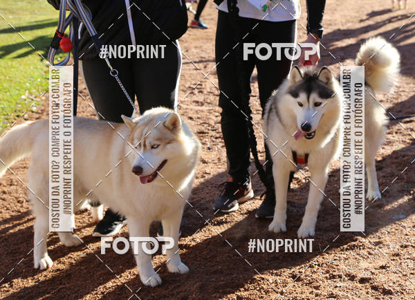 Buy your photos of the eventVai Tot� Canicross Caxias do Sul on Fotop