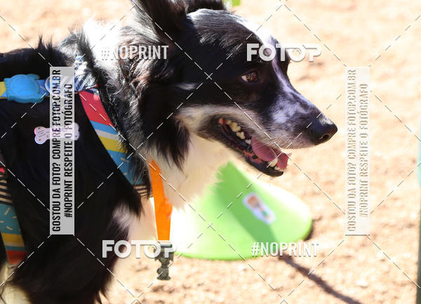 Buy your photos of the eventVai Tot� Canicross Caxias do Sul on Fotop