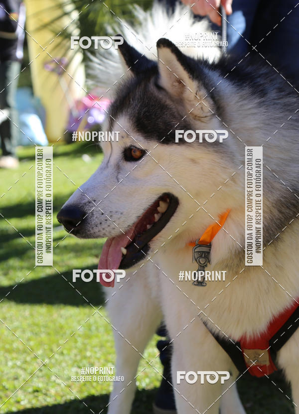 Buy your photos of the eventVai Tot� Canicross Caxias do Sul on Fotop