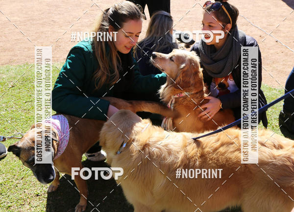 Buy your photos of the eventVai Tot� Canicross Caxias do Sul on Fotop