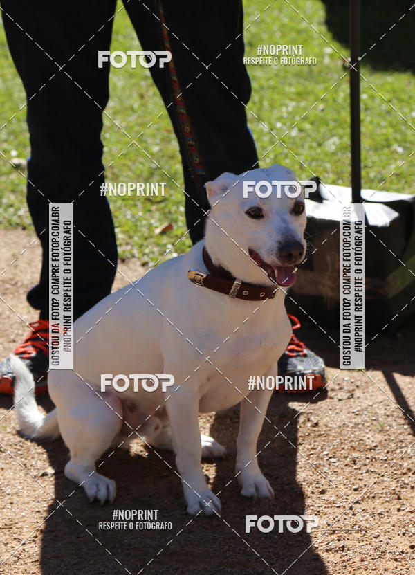 Buy your photos of the eventVai Tot� Canicross Caxias do Sul on Fotop