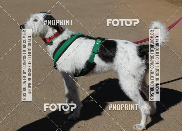 Buy your photos of the eventVai Tot� Canicross Caxias do Sul on Fotop