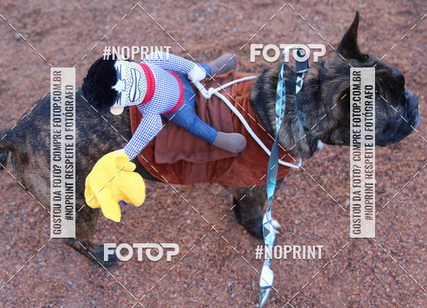 Buy your photos of the eventVai Tot� Canicross Caxias do Sul on Fotop