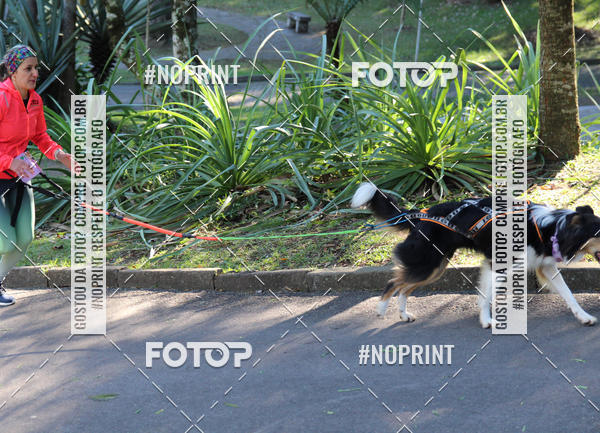 Buy your photos of the eventVai Tot� Canicross Caxias do Sul on Fotop