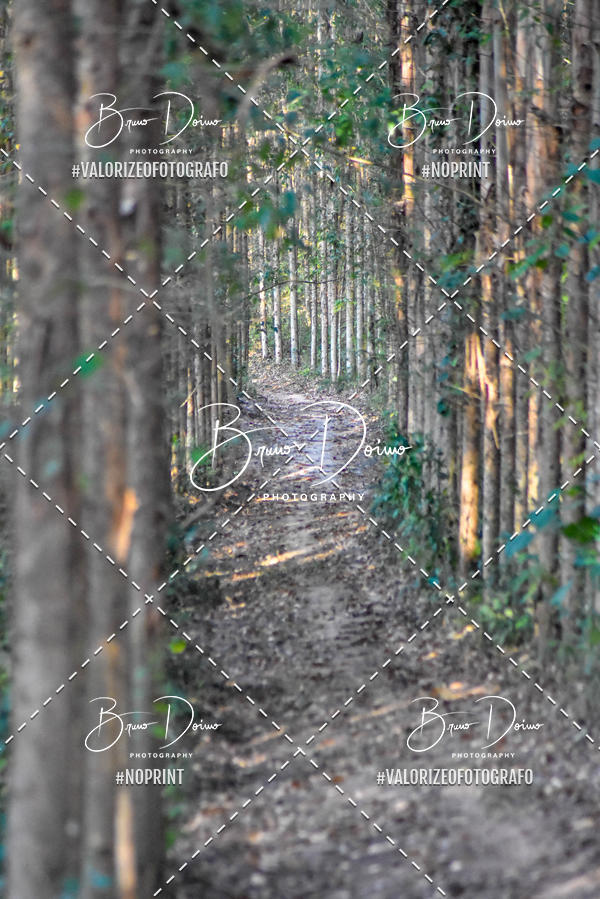 Buy your photos of the event2� Corrida Turistica de Corumbata� on Fotop