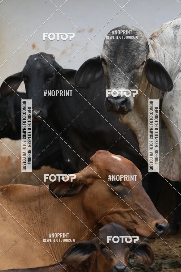 Buy your photos of the eventCopa das Vertentes - Etapa Final on Fotop