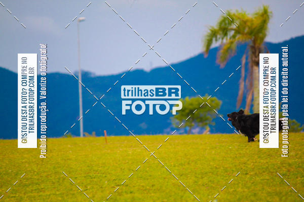 Buy your photos of the eventCorrida Bistek 40 anos on Fotop