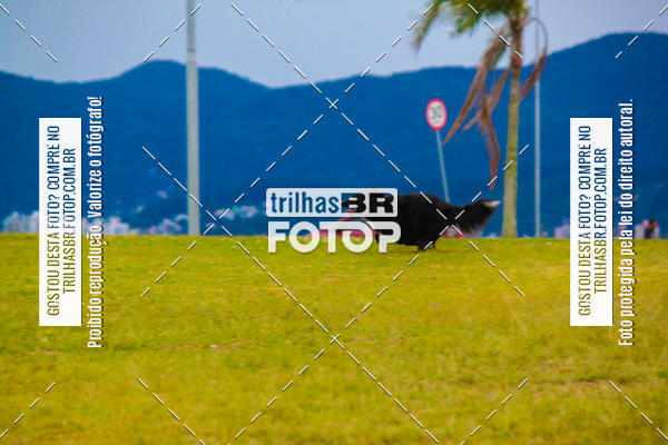 Buy your photos of the eventCorrida Bistek 40 anos on Fotop