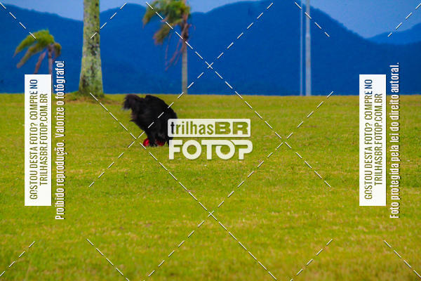 Buy your photos of the eventCorrida Bistek 40 anos on Fotop