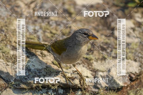 Buy your photos of the eventUltra do Itacolomi 2019 on Fotop