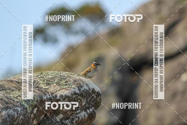 Buy your photos of the eventUltra do Itacolomi 2019 on Fotop