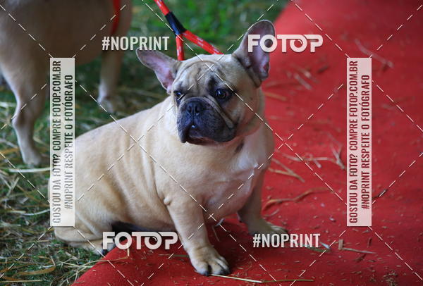 Buy your photos of the eventExpocani Vai Tot Canicross on Fotop