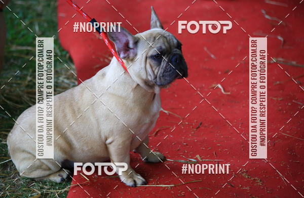 Buy your photos of the eventExpocani Vai Tot Canicross on Fotop