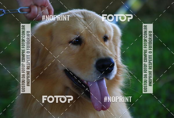 Buy your photos of the eventExpocani Vai Tot Canicross on Fotop