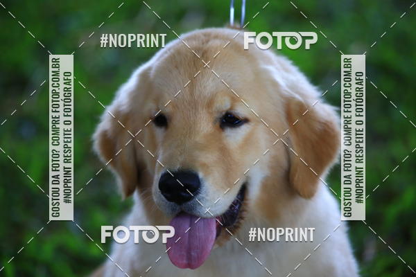 Buy your photos of the eventExpocani Vai Tot Canicross on Fotop